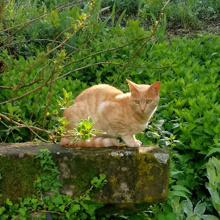 Feriegård La Traversina