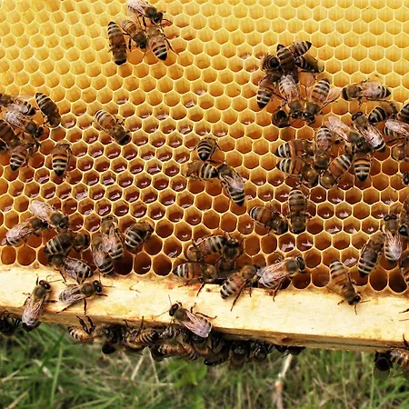 La Traversina Çiftlik konaklama