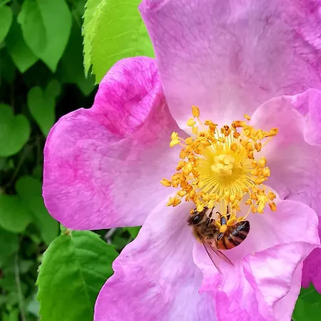 Feriegård La Traversina