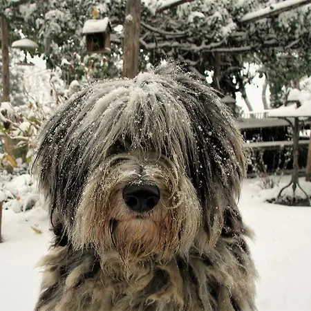 La Traversina Feriegård *