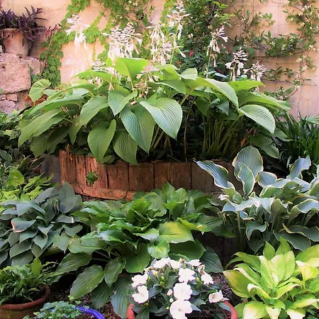La Traversina Farm stay Stazzano
