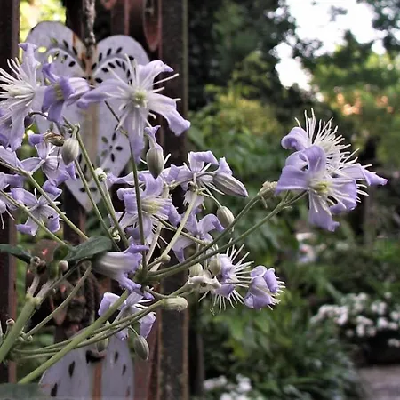 La Traversina Stazzano