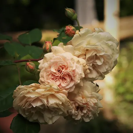 La Traversina * Stazzano