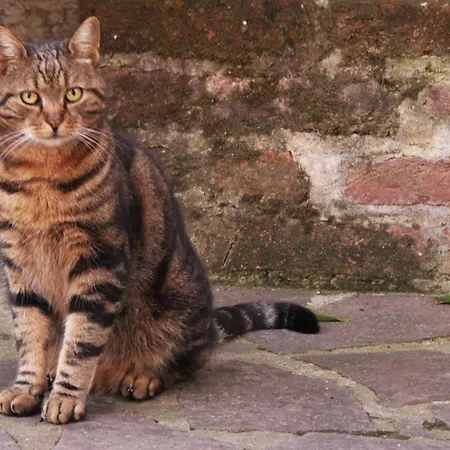 La Traversina Çiftlik konaklama